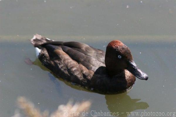 Ferrugineous duck