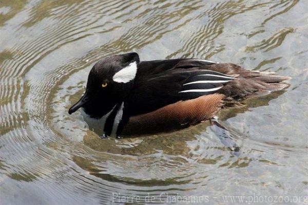 Hooded merganser