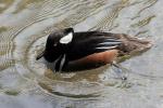 Hooded merganser