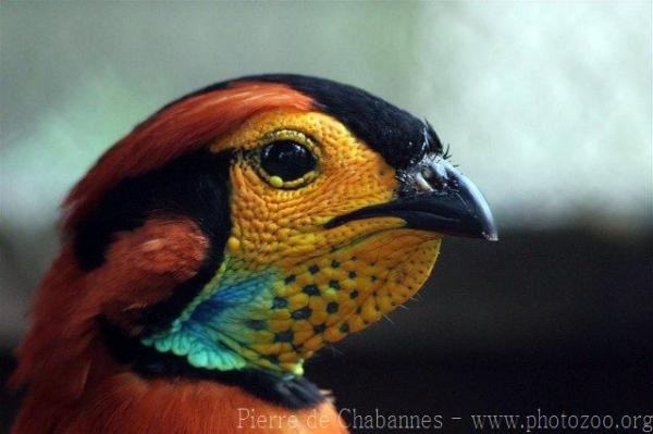 Blyth's tragopan *