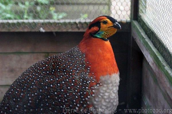 Blyth's tragopan *