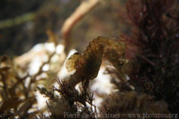 Short snouted seahorse *