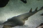 Common guitarfish