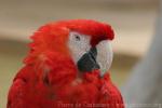 Scarlet macaw