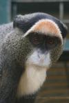 DeBrazza's monkey