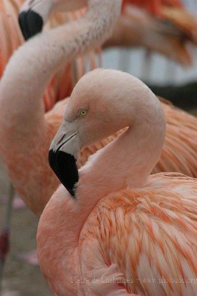 Chilean flamingo