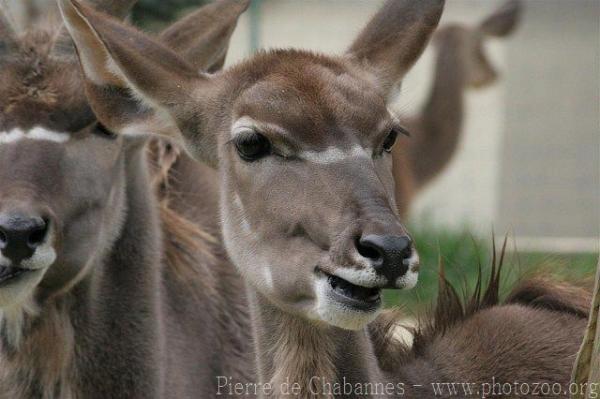 Greater kudu