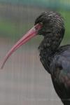 Puna ibis