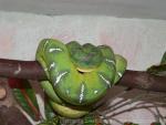 Emerald tree boa