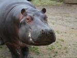 Common hippopotamus