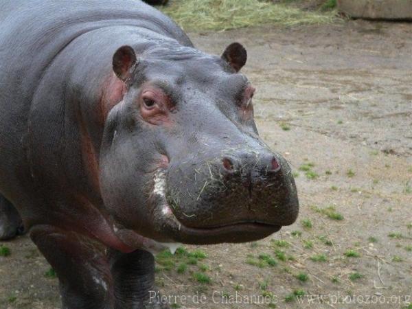 Common hippopotamus