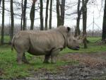 Southern white rhinoceros