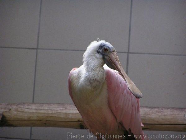 Roseate spoonbill