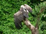 African white-backed vulture