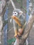 Guianan squirrel monkey