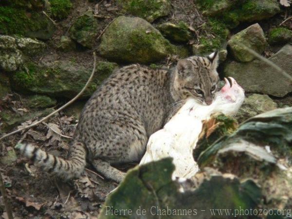 Geoffroy's Cat *