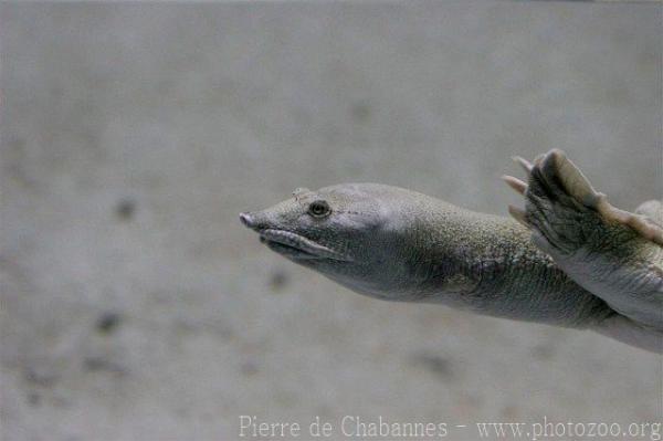 Florida softshell turtle