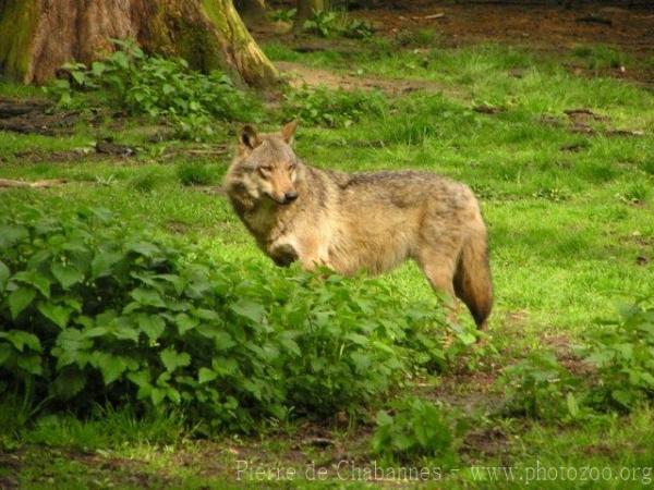 European wolf