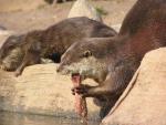 Asian small-clawed otter *