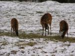 Western sitatunga