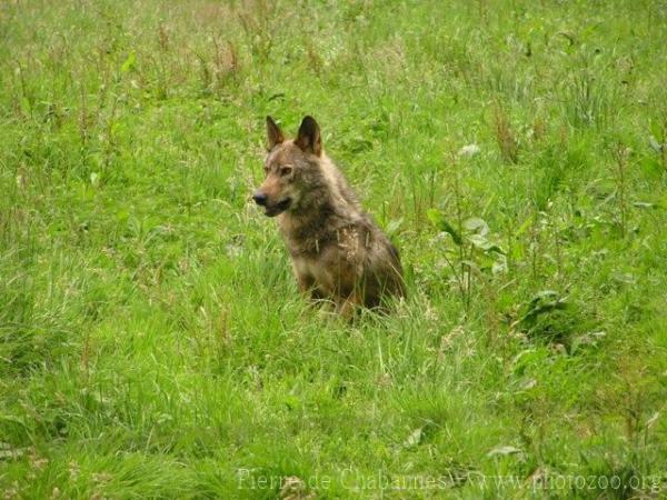 Iberian wolf