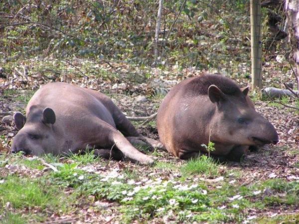 Lowland tapir