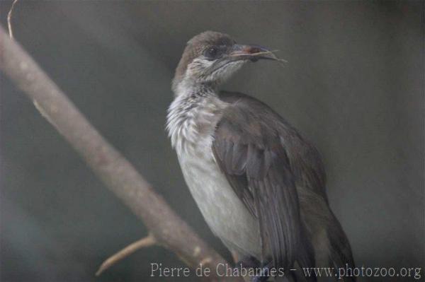 Timor friarbird *