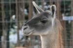 Guanaco *