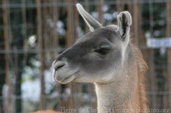 Guanaco *