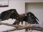 Tawny eagle *
