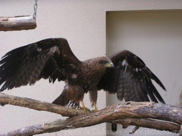 Tawny eagle *