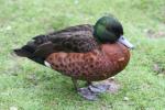 Chestnut teal