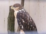 Augur buzzard