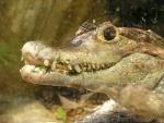 Spectacled caiman