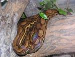 Rainbow boa