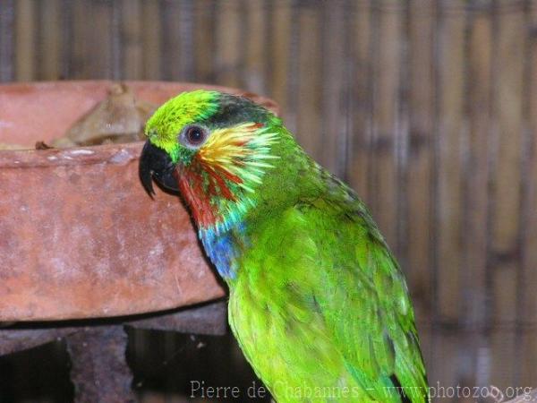 Edward's fig-parrot *