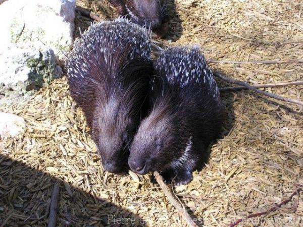 Crested porcupine