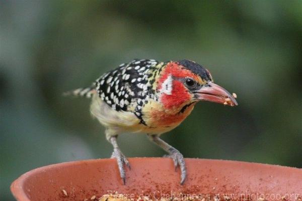 Red-and-yellow barbet