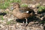 Madagascar teal