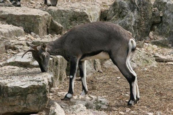 Greater blue sheep
