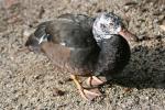 White-winged duck