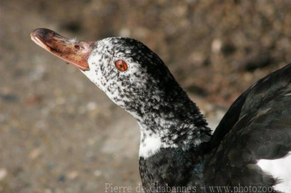 White-winged duck