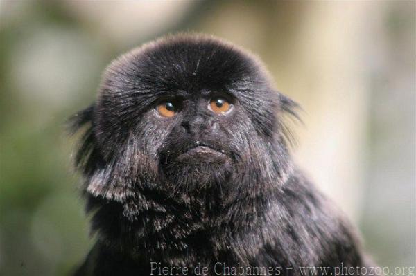 Goeldi's marmoset