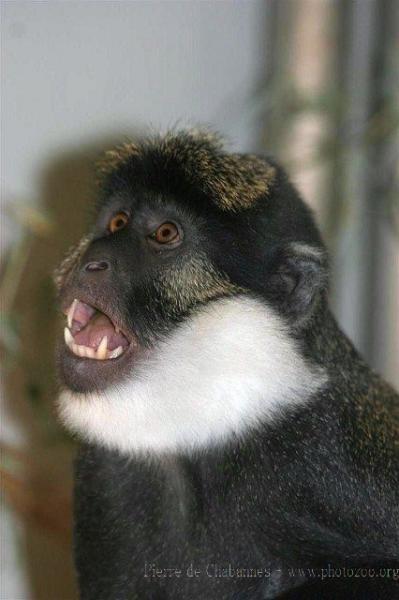 White-throated guenon