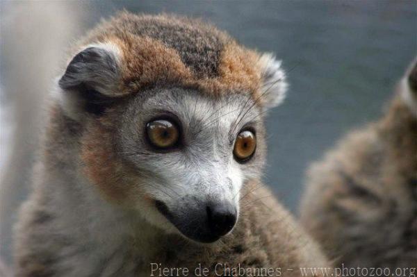 Crowned lemur