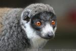 Mongoose lemur