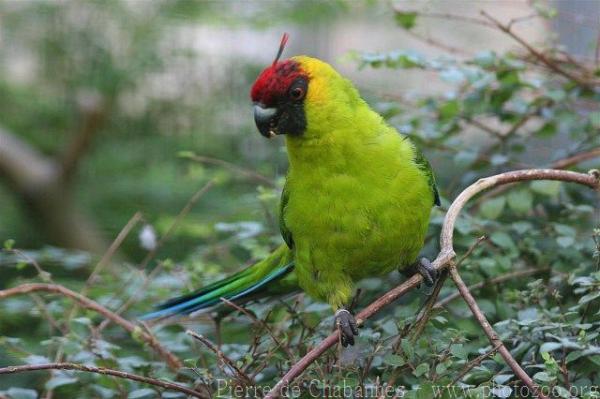 Horned parakeet