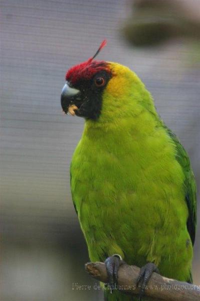 Horned parakeet