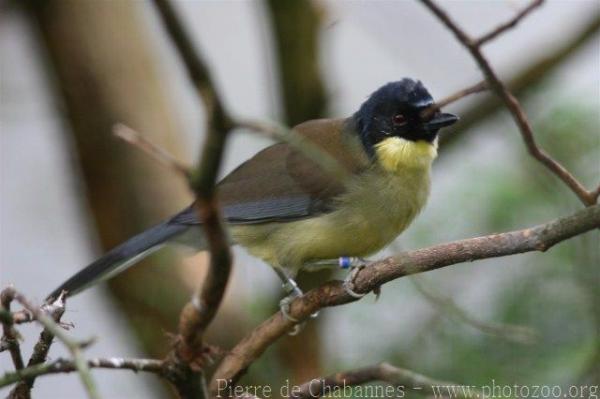 Blue-crowned laughingthrush