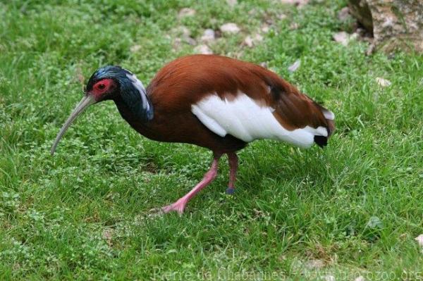 Madagascar crested ibis